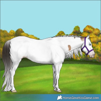 Horse Color:Gray Amber Champagne Splash Tobiano Blanket