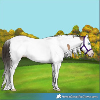 Horse Color:Gray Amber Champagne Splash Tobiano Appaloosa 
