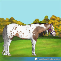 Horse Color:Gray Amber Champagne Splash Tobiano Appaloosa 