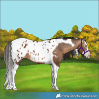 Horse Color:Gray Amber Champagne Splash Tobiano Appaloosa 