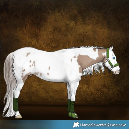 Horse Color:Classic Champagne Splash Tobiano Blanket Rabicano and Classic Champagne Splash Tobiano Blanket Rabicano