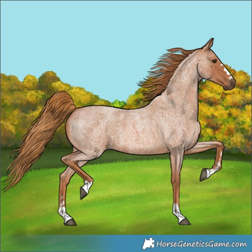 Horse Color:Red Roan 