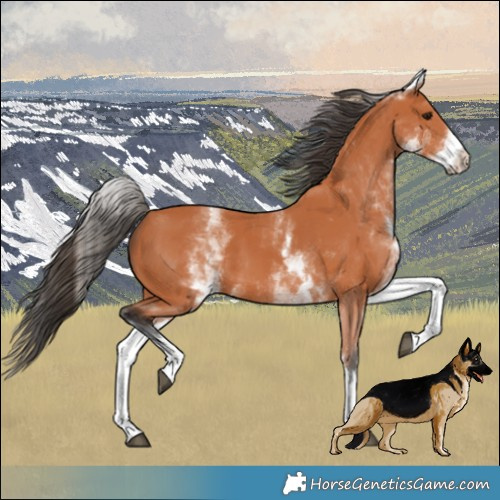 Horse Color:White Spotted Bay 