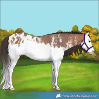Horse Color:Bay Sabino Splash Blanket Rabicano 