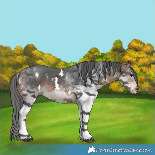 Horse Color:White Spotted Brown Merle 