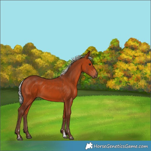 Horse Color:Silver Bay 