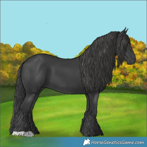 Horse Color:Black 