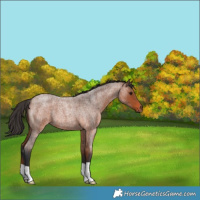 Horse Color:Bay Roan 