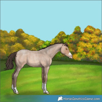 Horse Color:Sable Champagne Roan