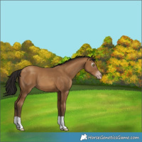 Horse Color:Gray Amber Champagne 