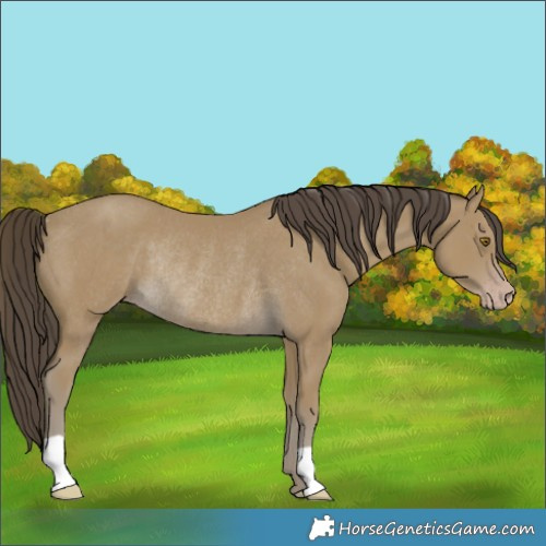 Horse Color:Classic Cream Champagne Rabicano 