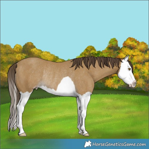 Horse Color:Classic Cream Champagne Splash Rabicano 