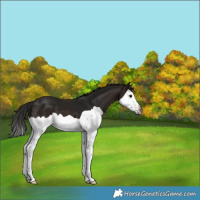 Horse Color:Gray Bay Splash