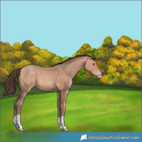 Horse Color:Amber Champagne 