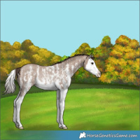 Horse Color:Classic Champagne Sabino Splash Rabicano 
