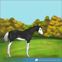Horse Color:Gray Black Splash
