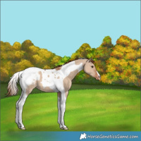 Horse Color:Red Dun Tobiano Snowcap 