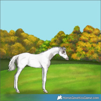 Horse Color:Silver Blue Roan Tobiano Frame Snowcap Rabicano 