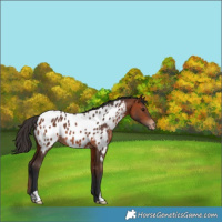 Horse Color:Bay Appaloosa 