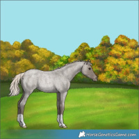 Horse Color:Silver Grullo Roan Varnish Rabicano