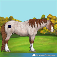 Horse Color:Red Roan 