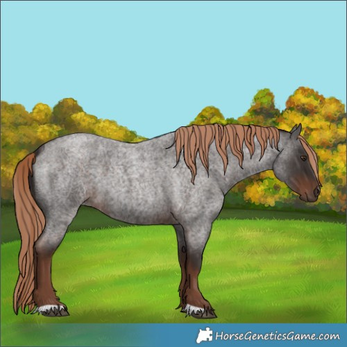 Horse Color:Liver Red Roan 