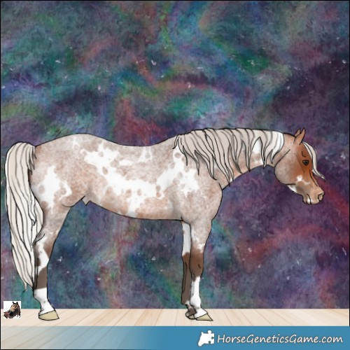 Horse Color:White Spotted Silver Brown Roan Appaloosa Rabicano 