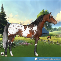 Horse Color:White Spotted Brown Appaloosa Rabicano 