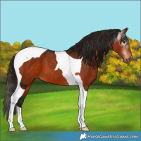 Horse Color:Gray Bay Tobiano Appaloosa 