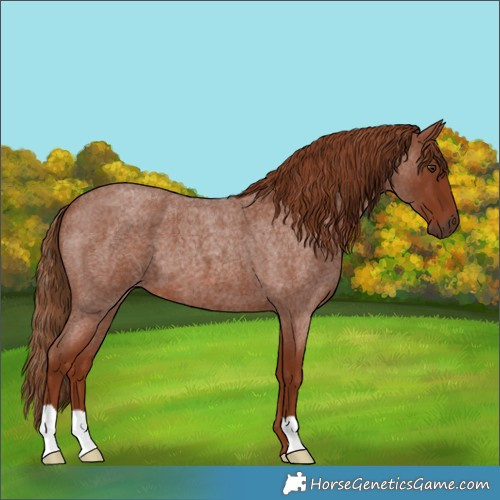 Horse Color:Red Roan