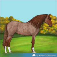 Horse Color:Red Roan