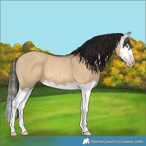 Horse Color:Gray Amber Champagne Dun Splash