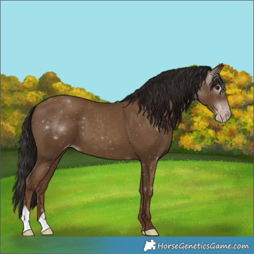 Horse Color:Gray Classic Champagne