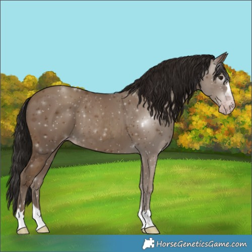 Horse Color:Gray Classic Champagne