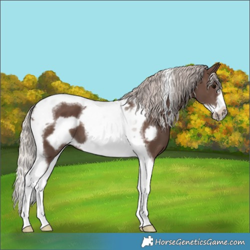 Horse Color:Silver Black Tobiano Frame