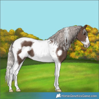 Horse Color:Silver Black Tobiano Frame 
