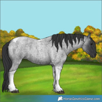 Horse Color:Unknown 