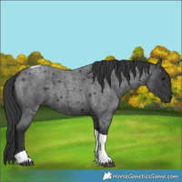 Horse Color:Unknown 