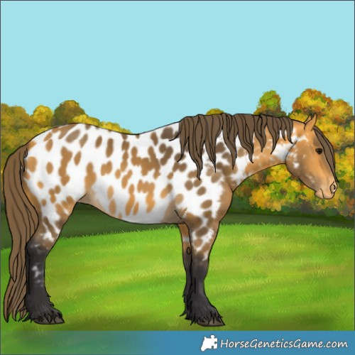 Horse Color:Buckskin Near Leopard 
