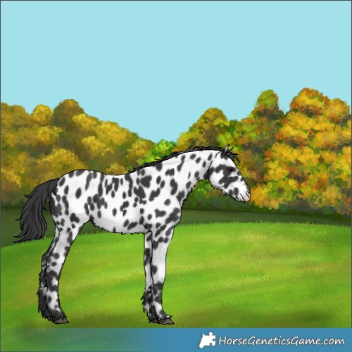 Horse Color:Black Leopard 