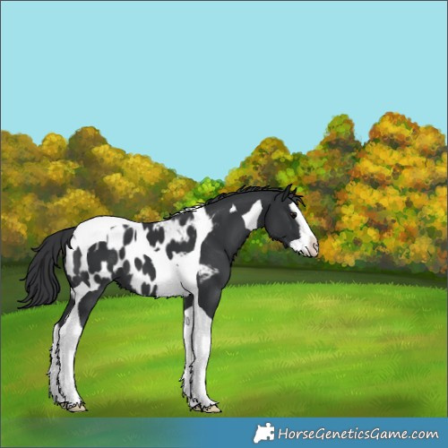 Horse Color:Black Splash Tobiano Blanket 