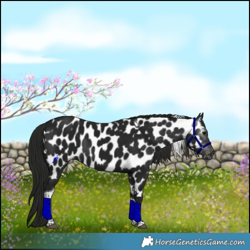 Horse Color:Gray Smoky Black Tobiano Appaloosa Rabicano