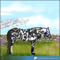 Horse Color:Gray Smoky Black Tobiano Appaloosa Rabicano