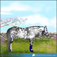 Horse Color:Gray Smoky Black Tobiano Appaloosa Rabicano