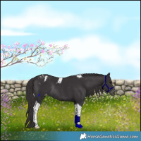 Horse Color:Smoky Black Tobiano Blanket Rabicano