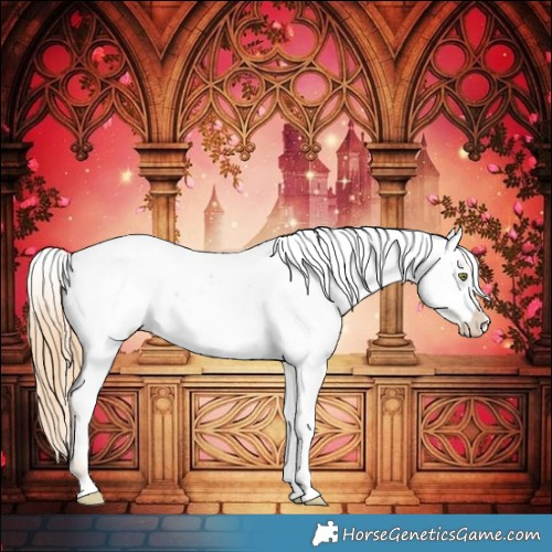 Horse Color:Gold Champagne Appaloosa 