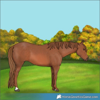 Horse Color:Chestnut 