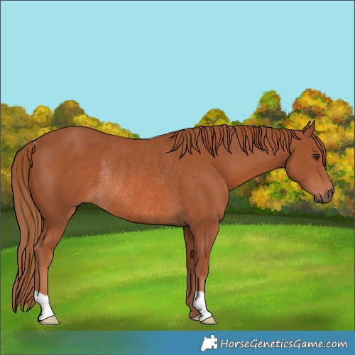 Horse Color:Chestnut Rabicano 