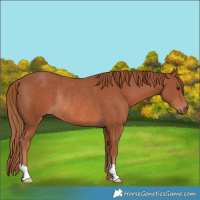 Horse Color:Chestnut Rabicano 