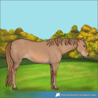 Horse Color:Red Dun